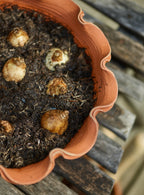 Eden Terracotta Pot, Low