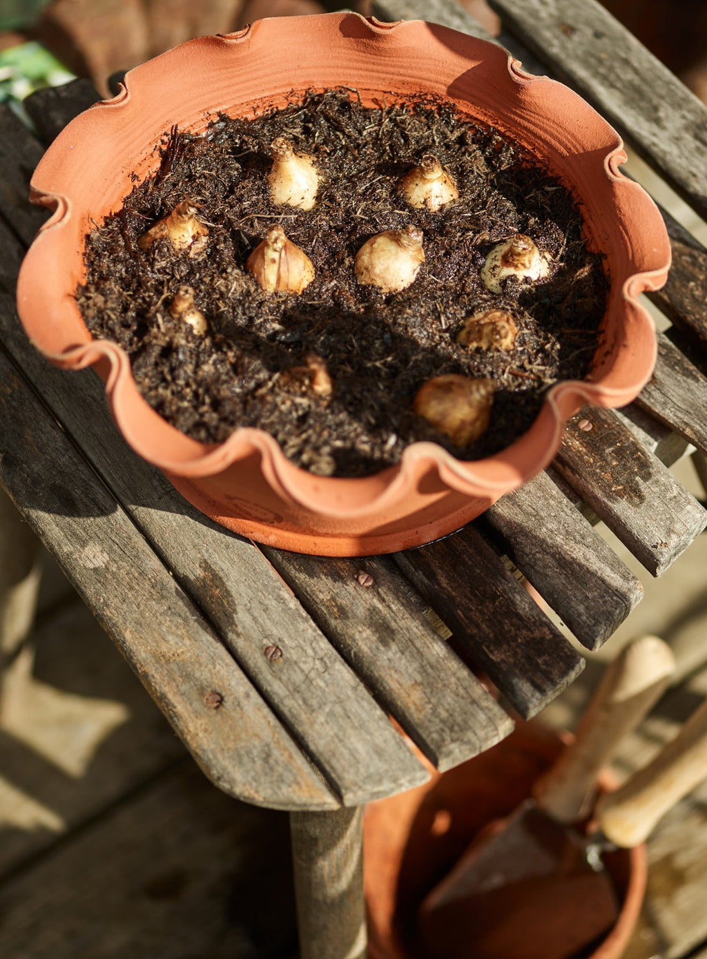 Eden Terracotta Pot, Low