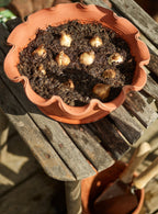 Eden Terracotta Pot, Low