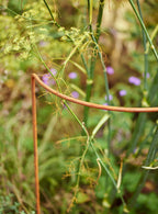 Rusted Garden Border Support, Set of Five