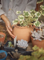 Etta Terracotta Pot, Large