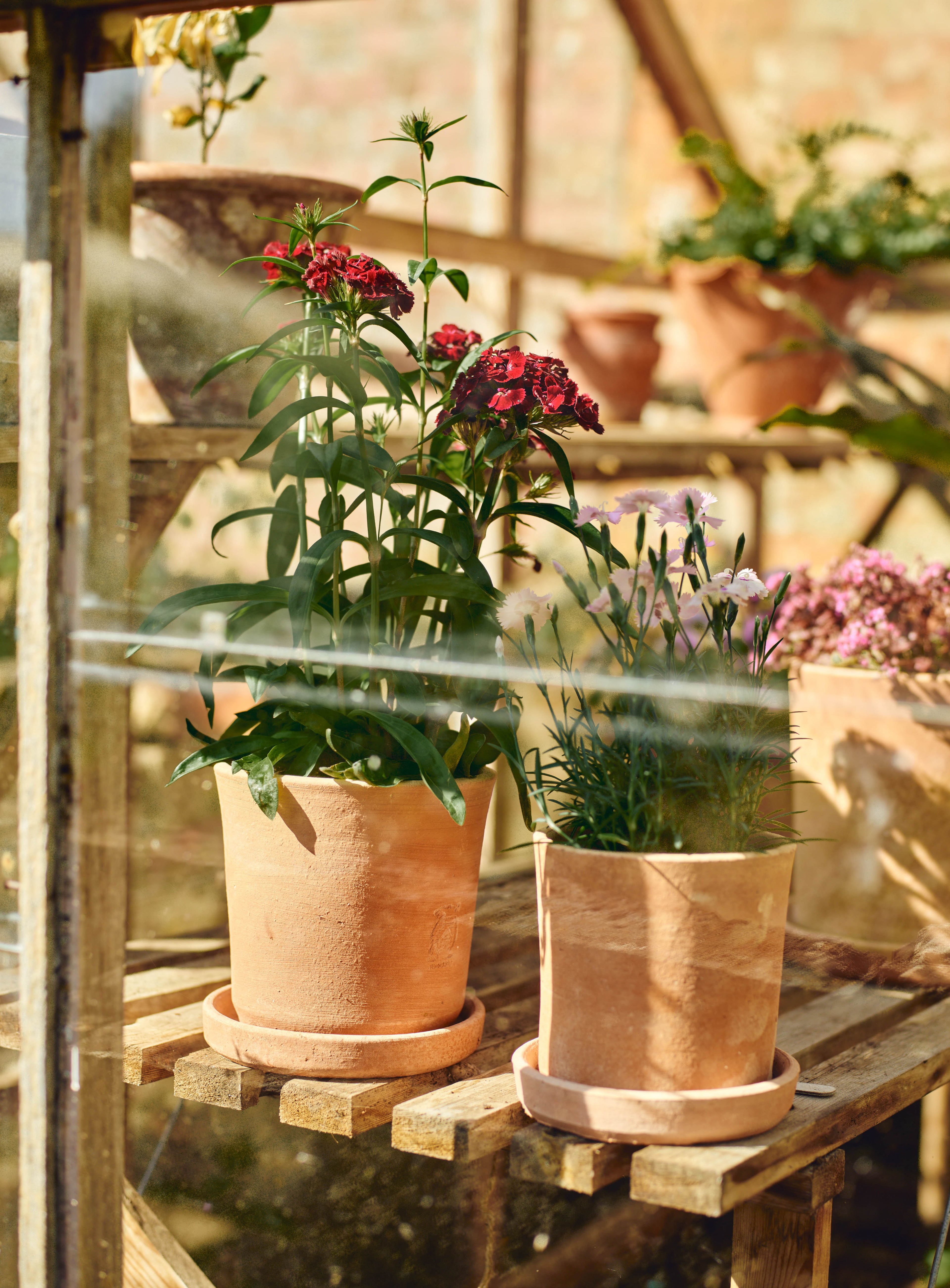 Minos Terracotta Pots, Set of Three