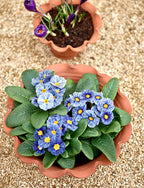 Eden Terracotta Pot, Low