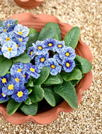 Eden Terracotta Pot, Low