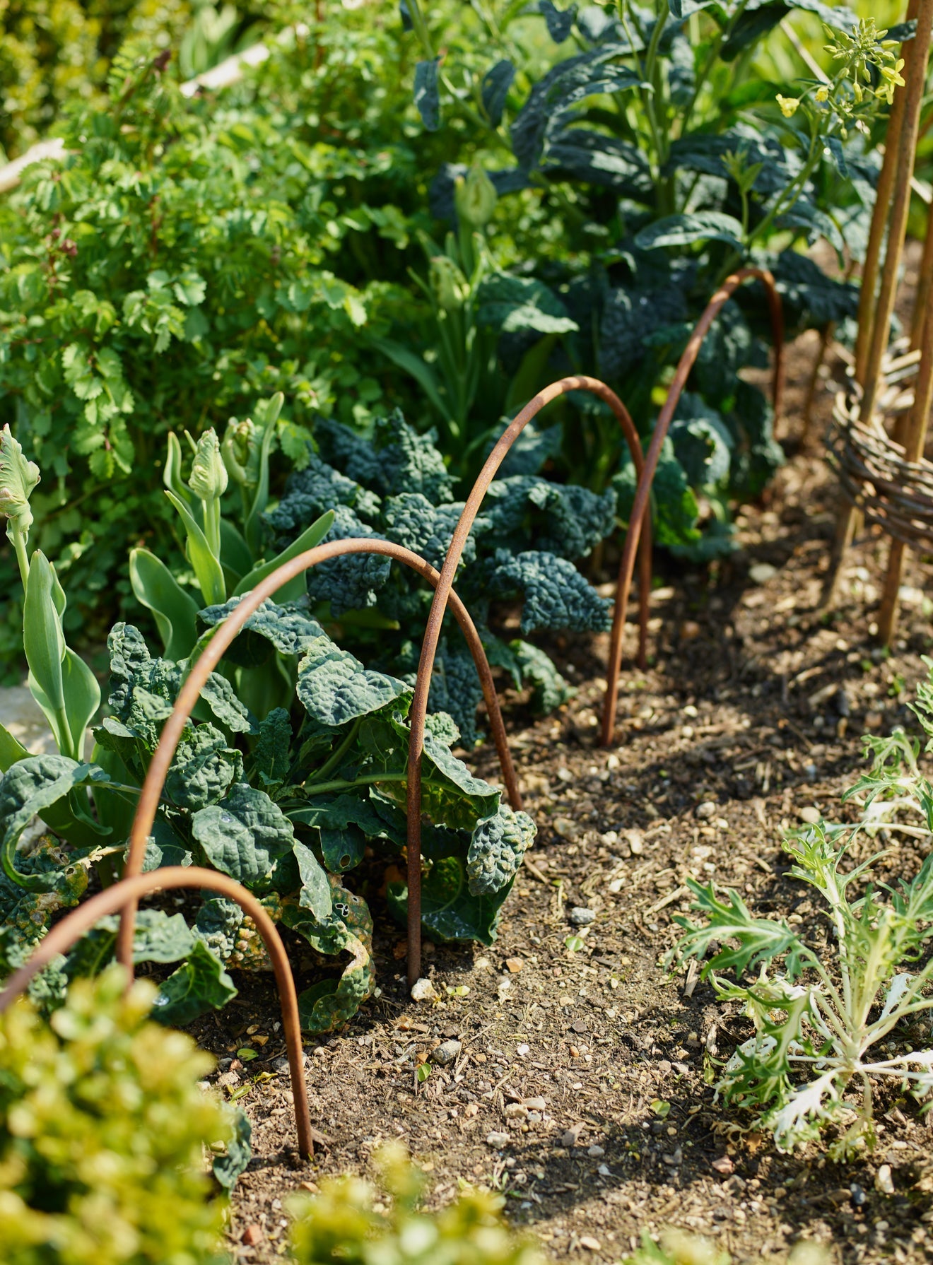 Rusted Garden Border Hoops