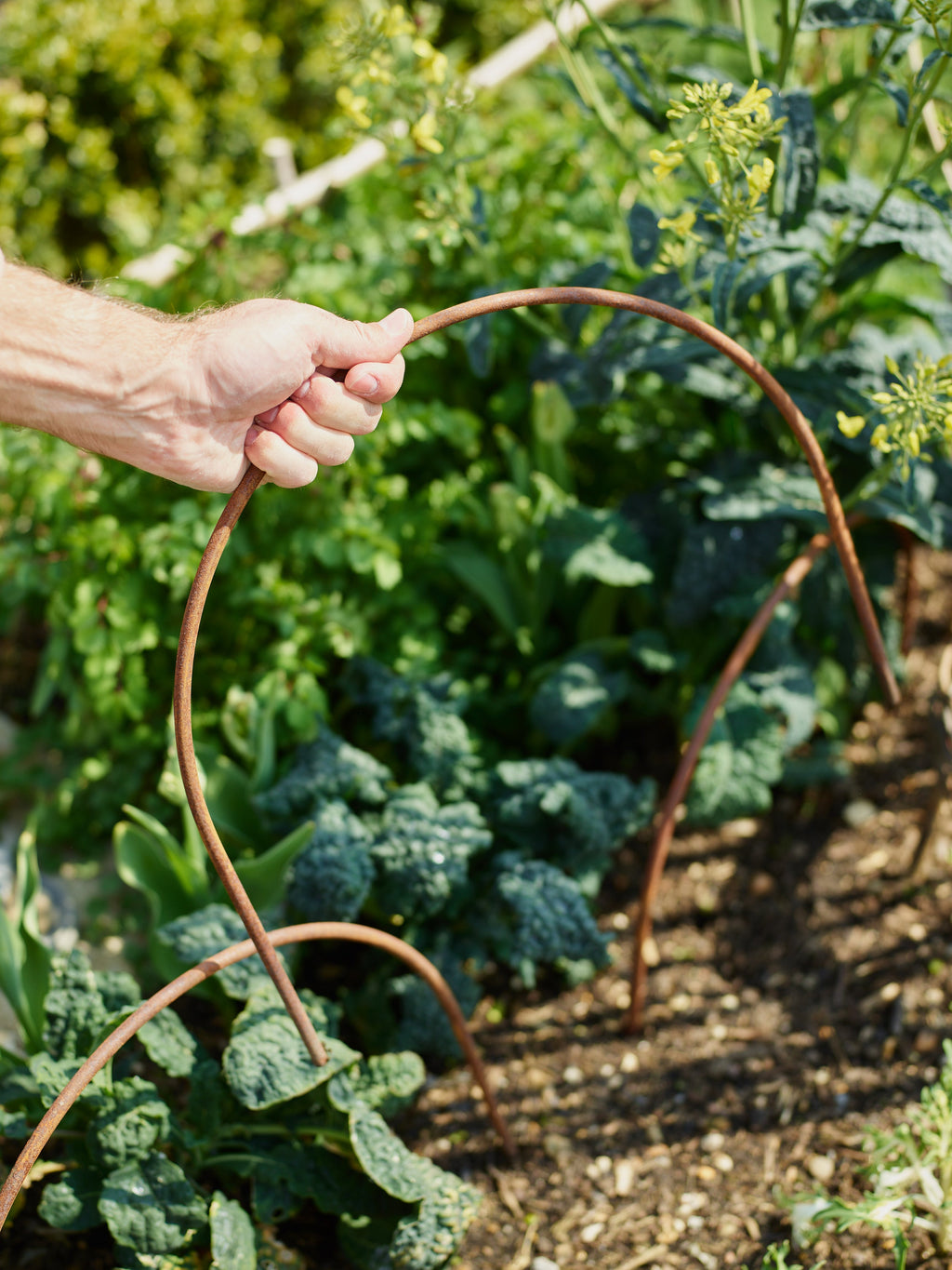 Rusted Garden Border Hoops