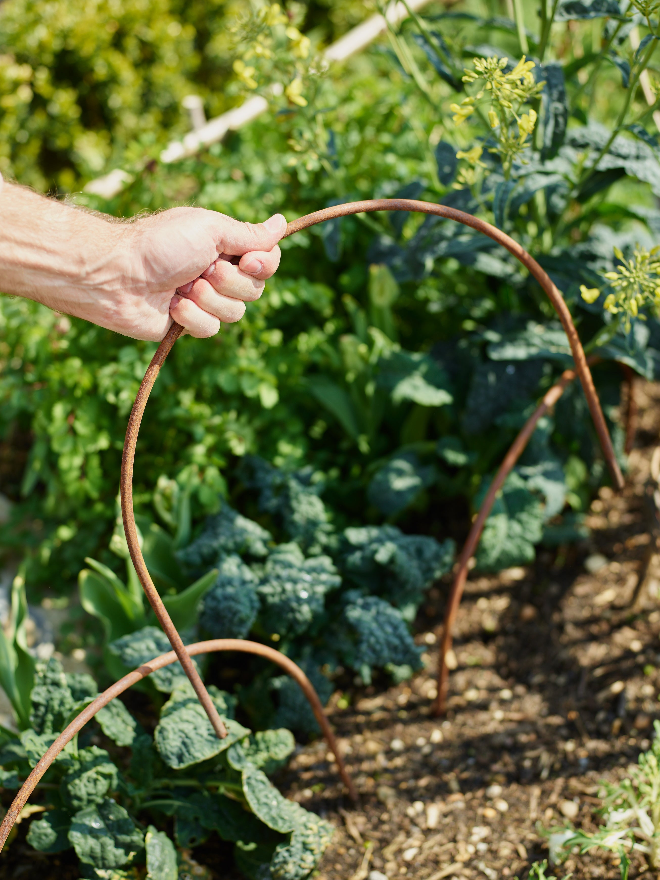 Rusted Garden Border Hoops