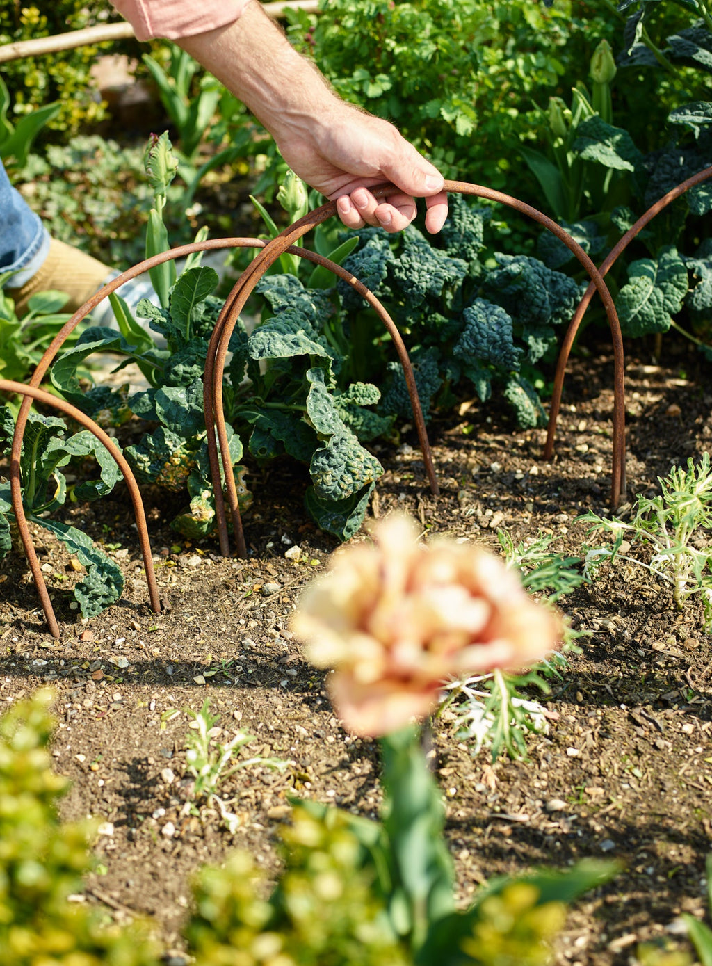 Rusted Garden Border Hoops