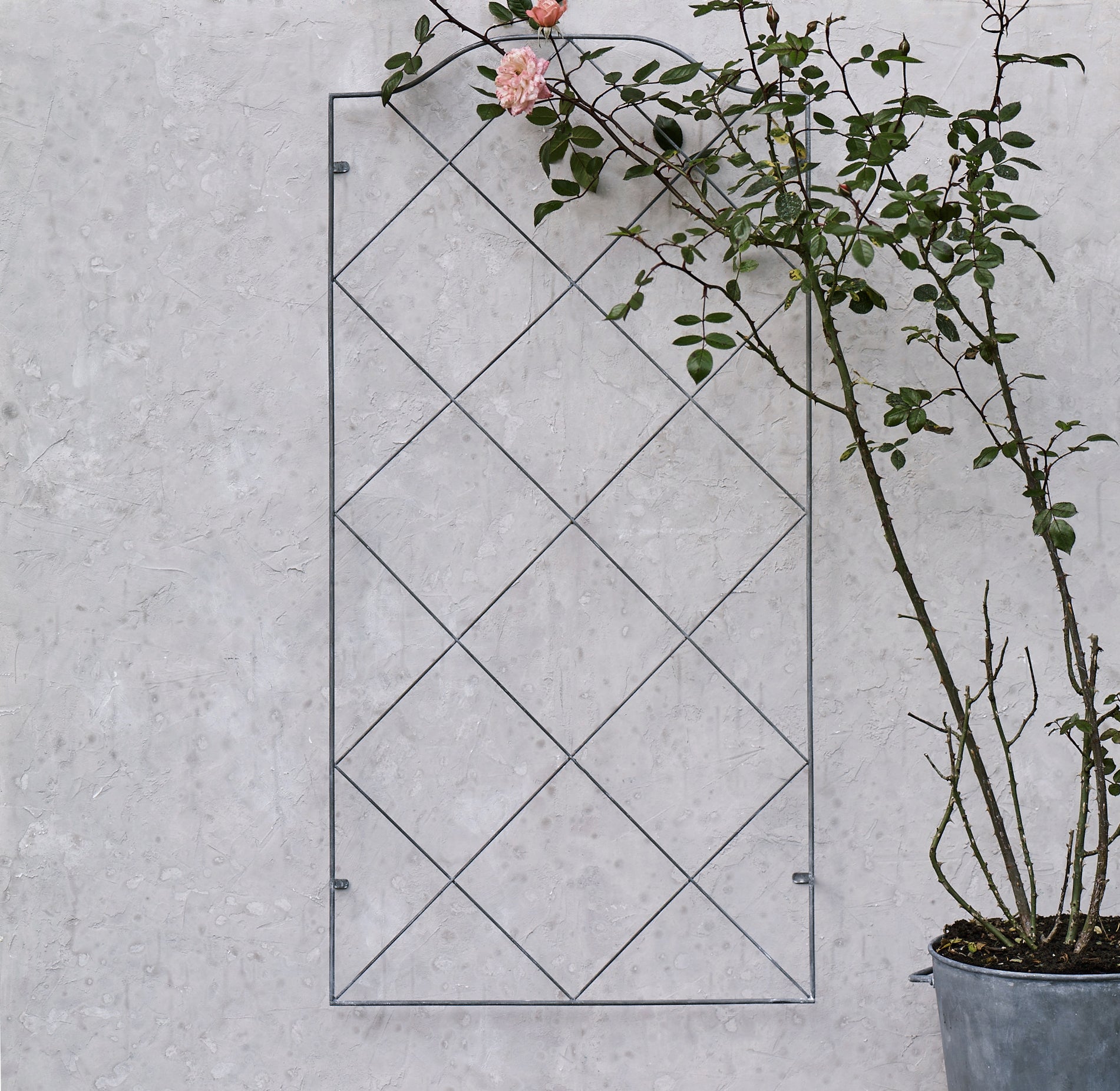 Marlow Trellis