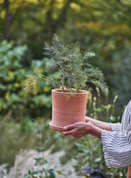 Minos Terracotta Pots, Set of Three